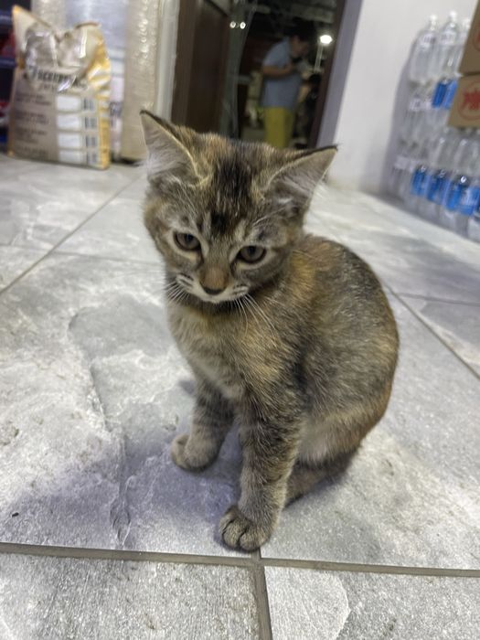 ОТДАМ КОТЯТ бесплатно мальчик девочка