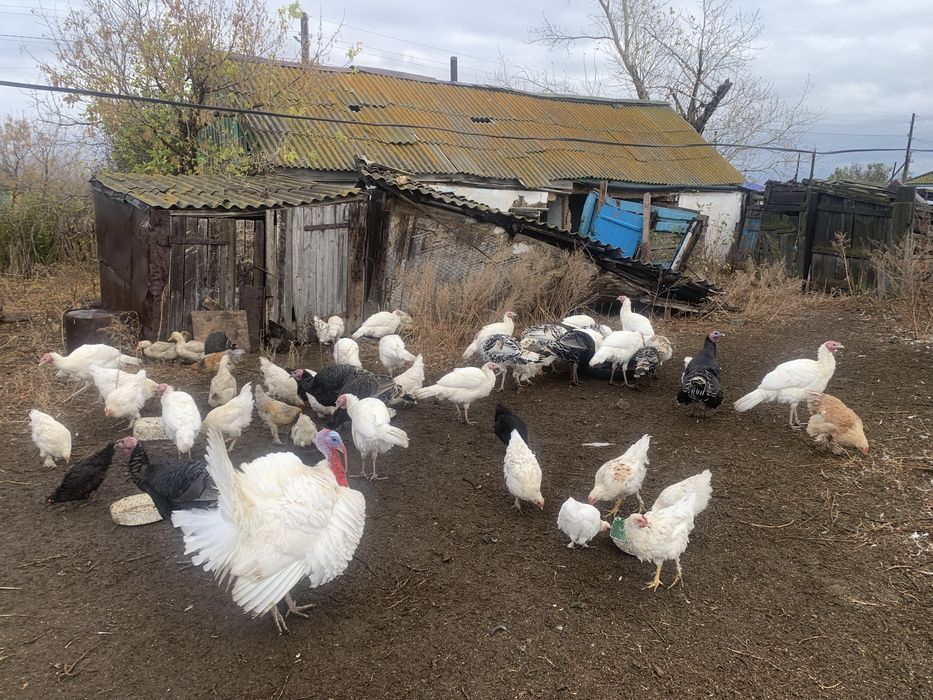Продается индюки