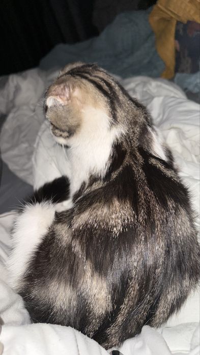 Вислоухая кошечка ищет дом