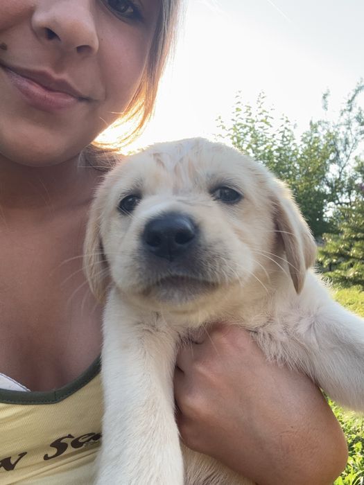Labradori catei pui