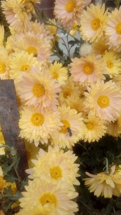 Растения для сада