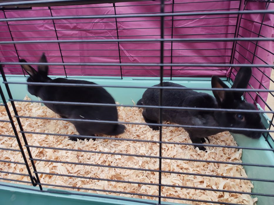 Iepuri rex castor și negru