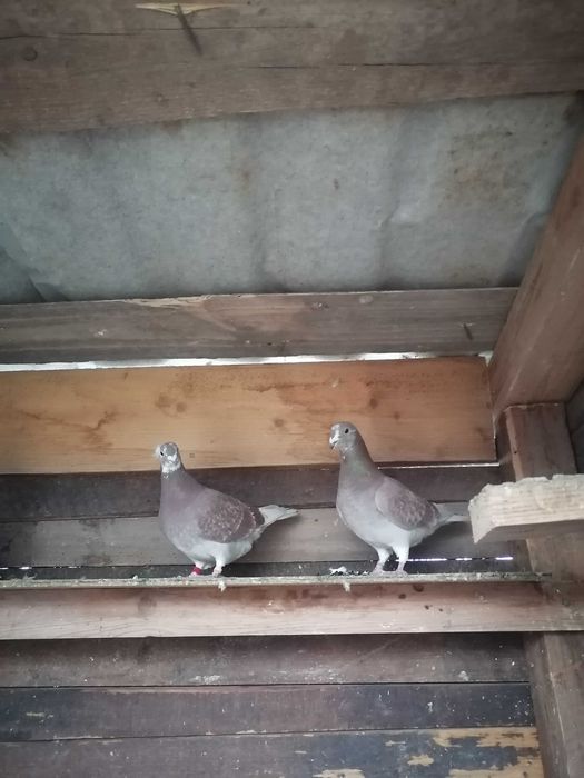 Porumbei voiajori rosi