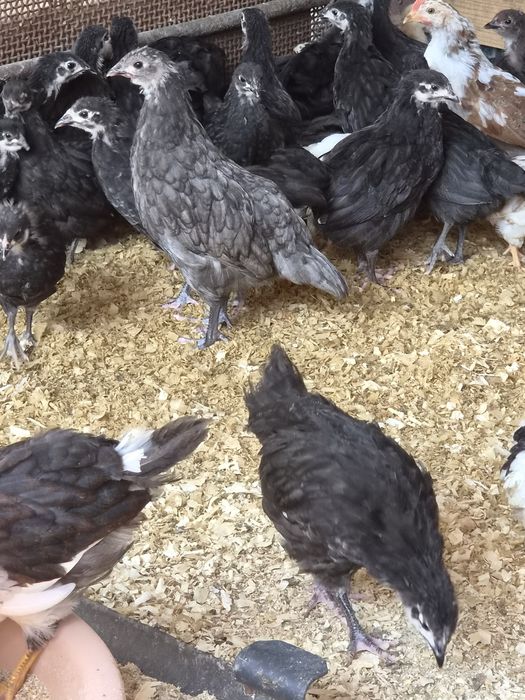 Pui diverse rase 2 luni australorp, labresse, cochinchina