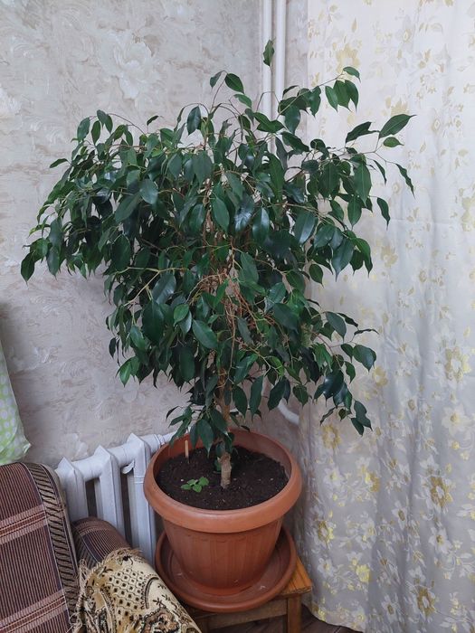 Фикус Бенджамина