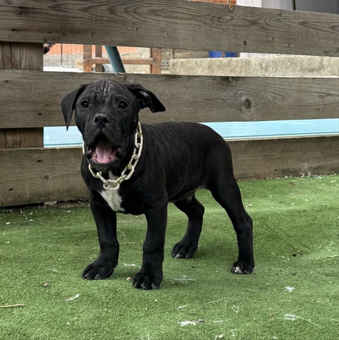 Mascul amstaff  negru