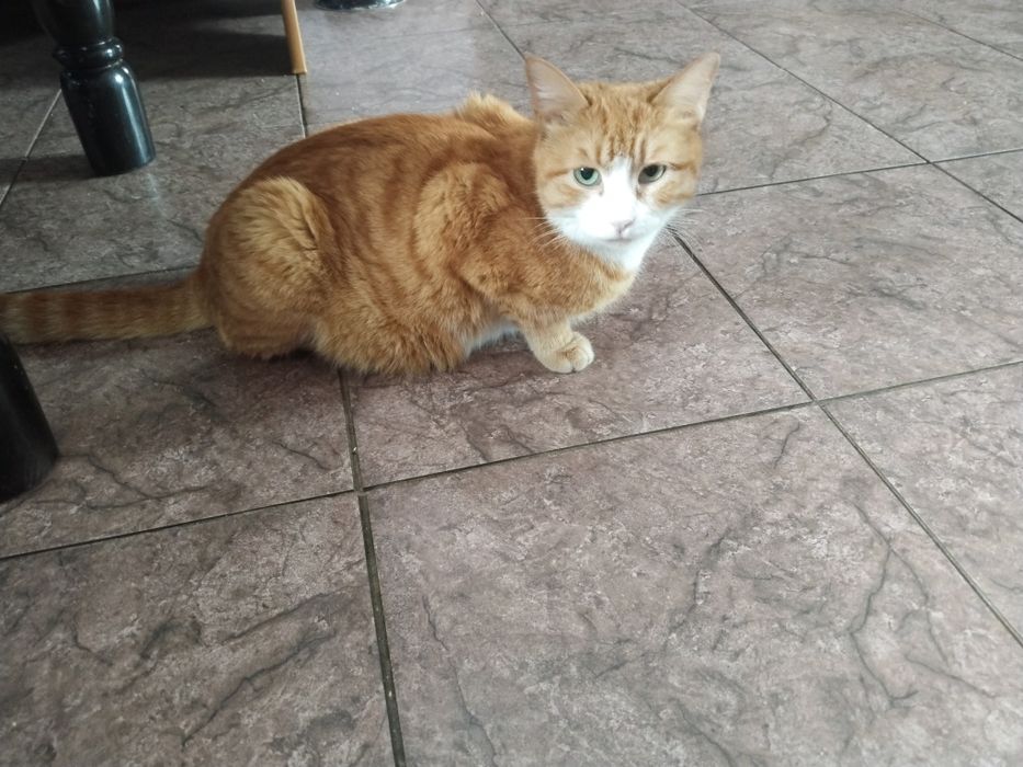 Кормящая кошка добрая