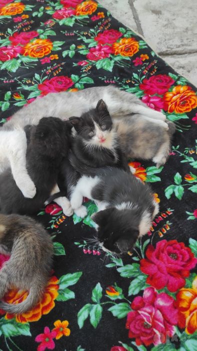 Кошки отдам бесплатно