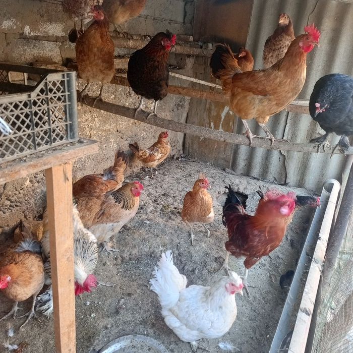 Xuroz tovuqlar sotiladi