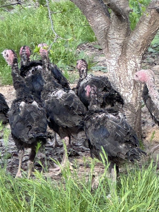 Күрке балапандар