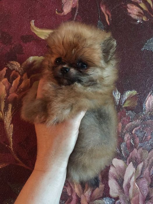 щенки шпица разного окраса