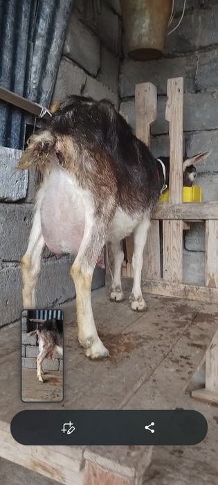 Альпийский ешкі сатылады