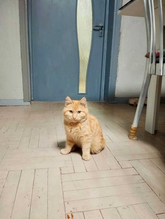 Рыжий котик ищет дом