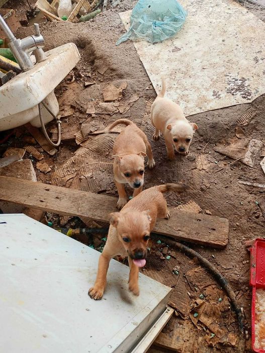Малки кученца пинчер