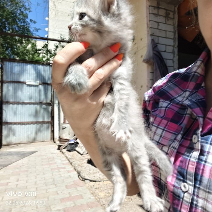 Котята даром, милые друзья