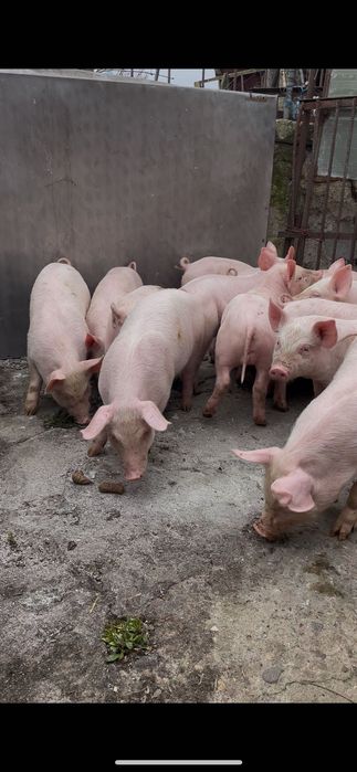 Малки Прасенца Ямбол