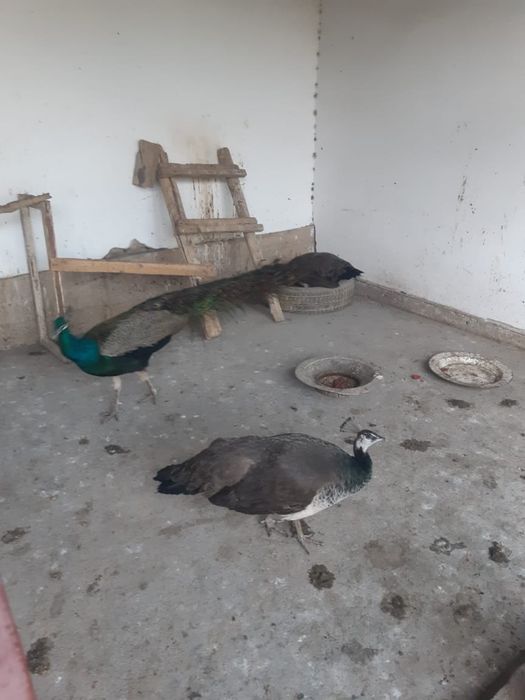 Павлин срочна сатылады