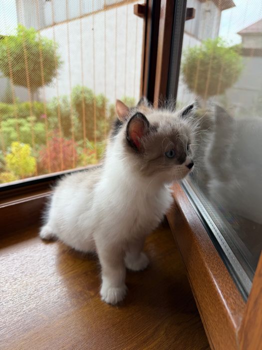 Котята в хорошие руки