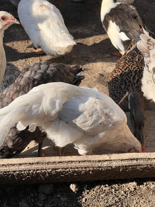 Vand cocosi Australorp