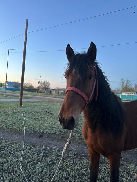 Айгыр сатам  4 жасар