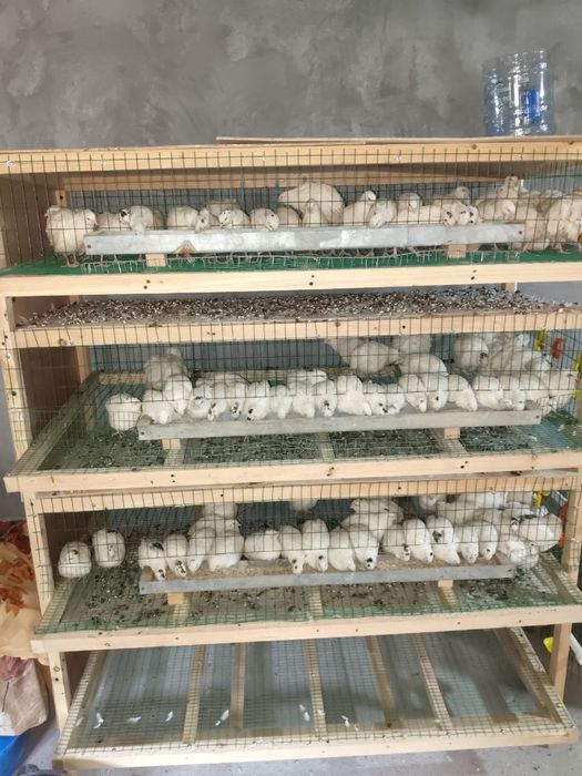 Bedana sotiladi 
Narxi 28000
Endi tuxumga kirvoti
Soni 111 ta