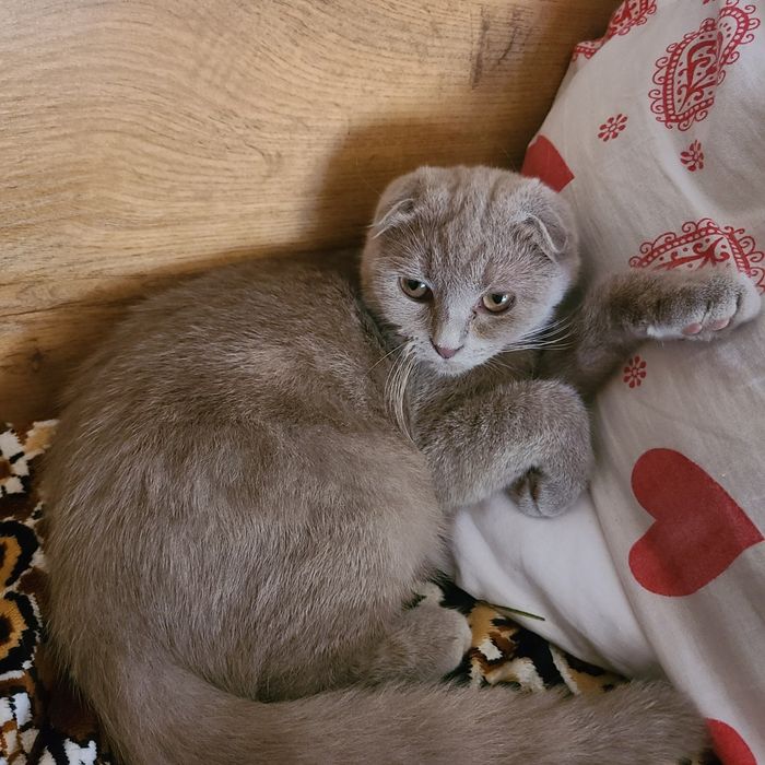 Скотиш фолд редкого лилового окраса