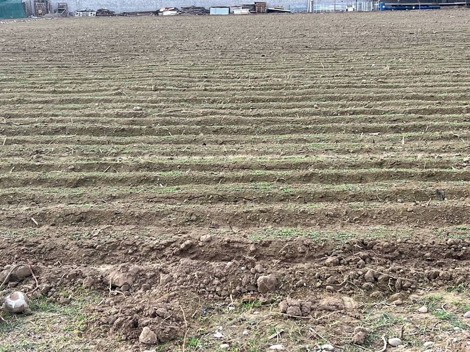 Беда уруг (оригинал) Туркия ва Узбекистан Optom