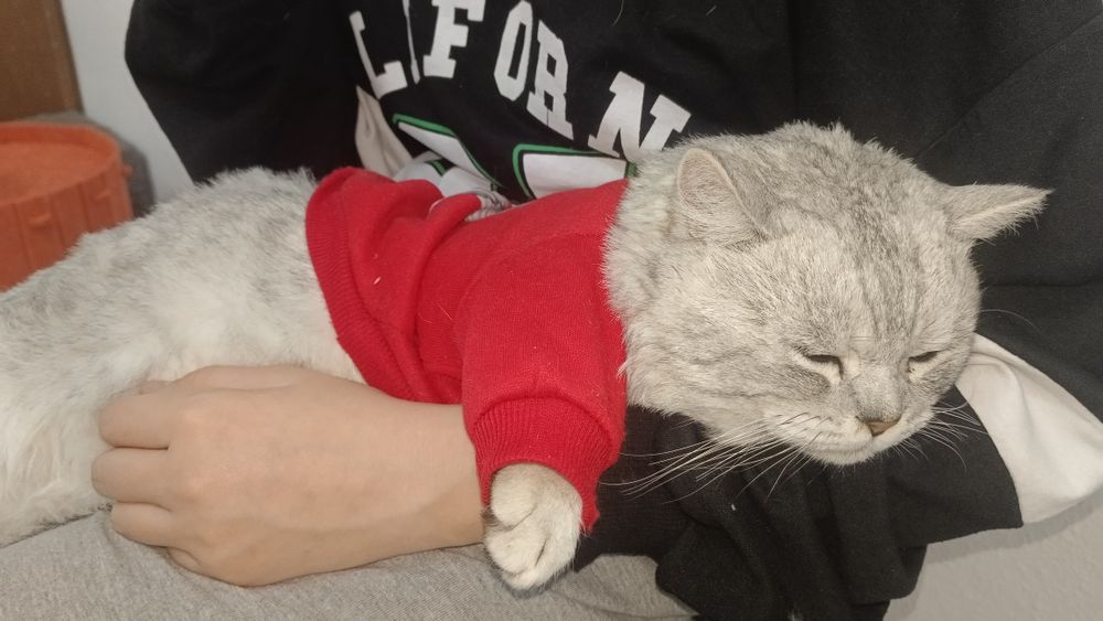 Кот породистый (сатылмайды)