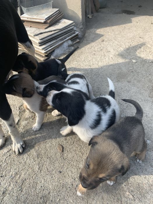 Раздаю щенков,дворняжки