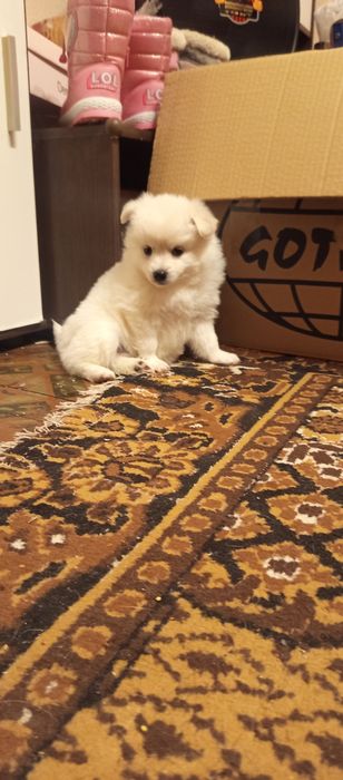 Мини шпиц померан много игриви