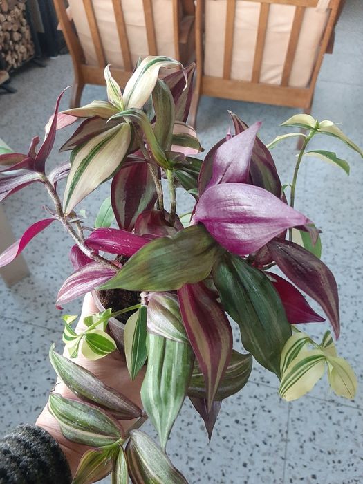 Комнатные цветы разные