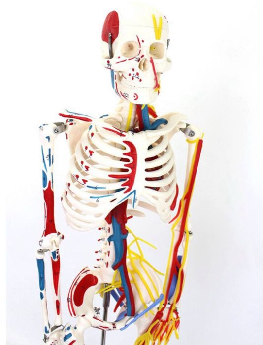 Скелет анатомический 85 см.Skelet anatomik 85 cm.