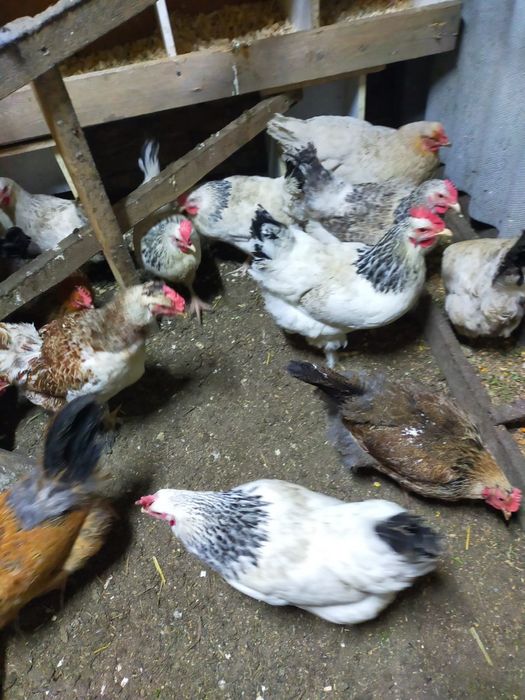 Яйца  инкубационный