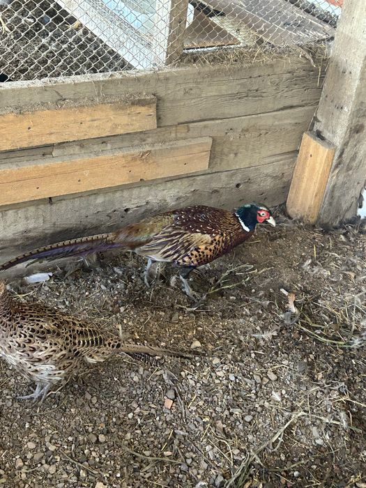 Фазаны самцы по 7 тысяч тенге.