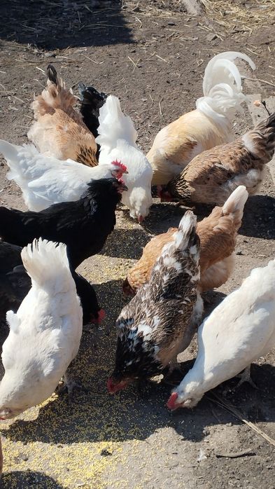 Яйцо инкубационное