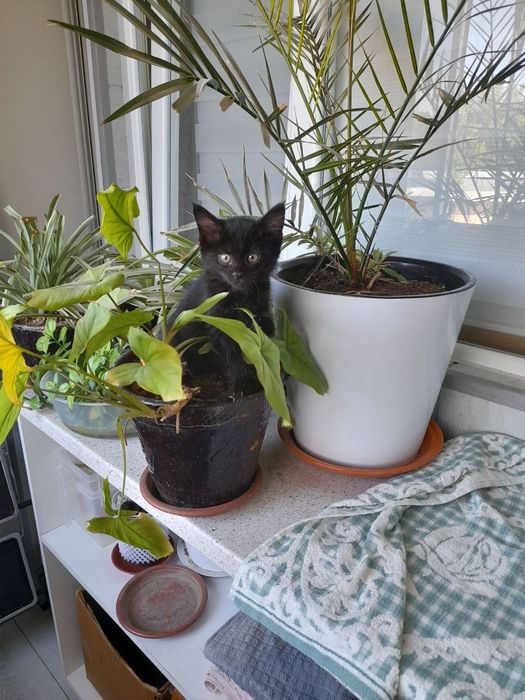 Котенок в добрые руки