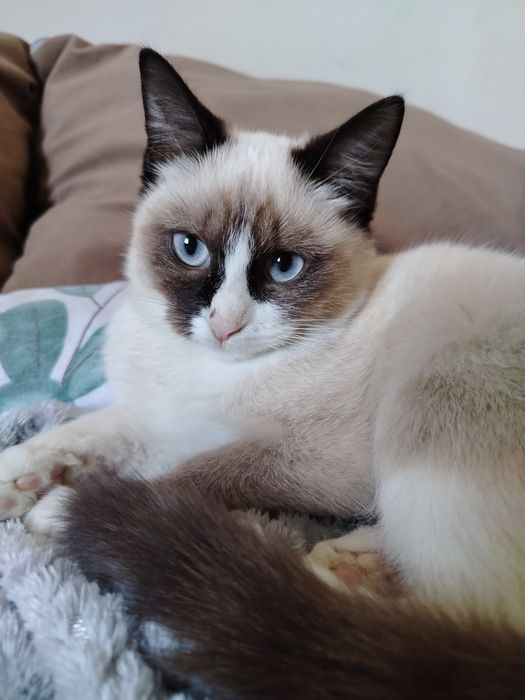 Котёнок ищет новый дом