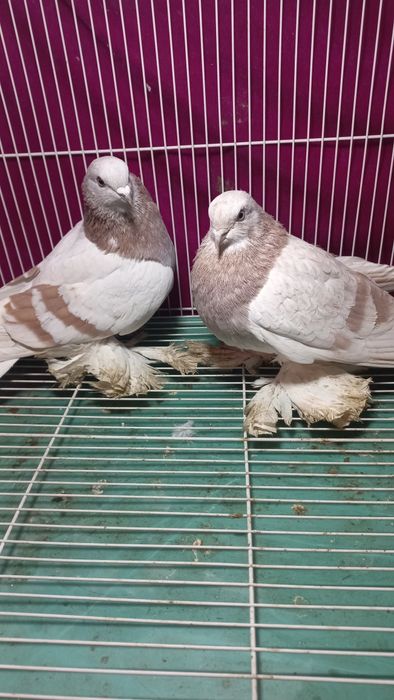 Голуби Павлодара