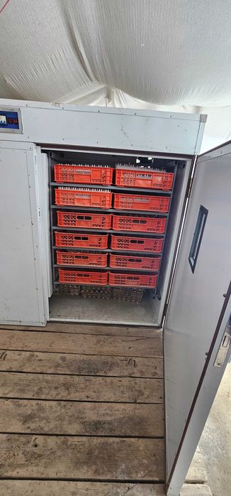 Kelishiladi inkubator