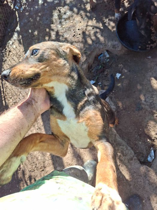 Подарявам кучета