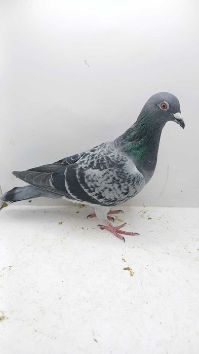 Vând porumbei de matcă cu pedigree