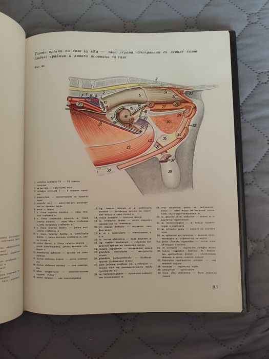 Атлас по топографска анатомия на селскостопанските животни Том 1,2 и 3