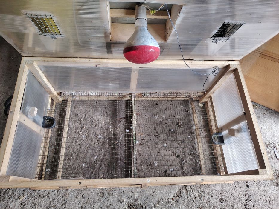 Vând maternitate  puii  de gaina doar cu predare în Arad