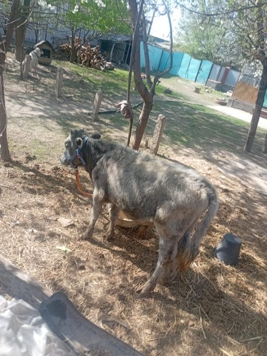 Еркек бузаулар сатылады