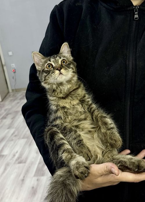 Котенок 3 месяца