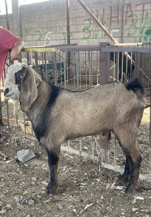 Козёл породистый