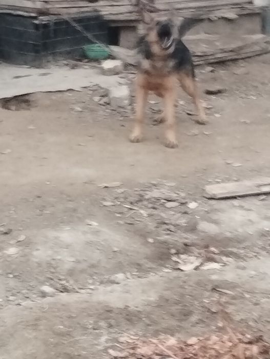 Немецкая овчарка