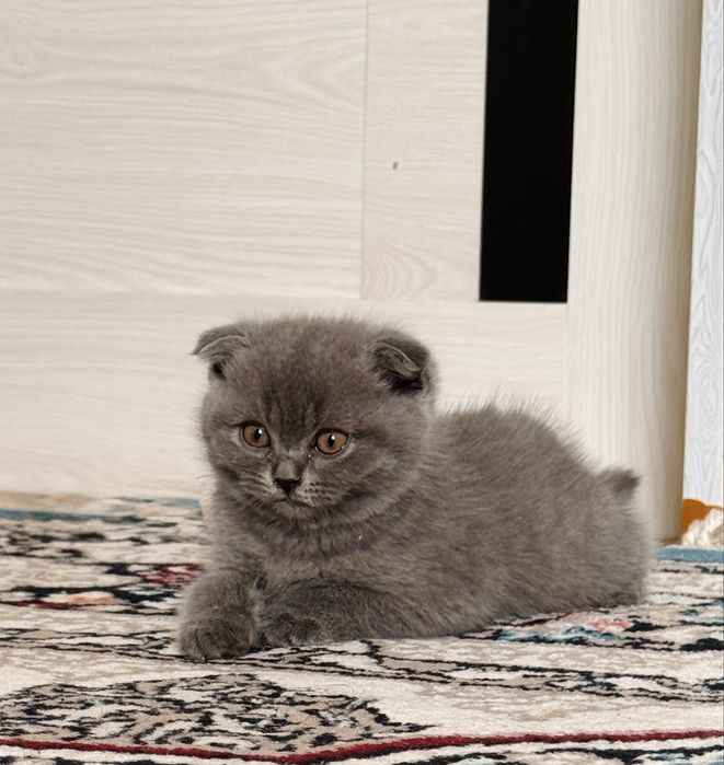 Mushuklar Scottish Straight va Scottish Fold zotdor