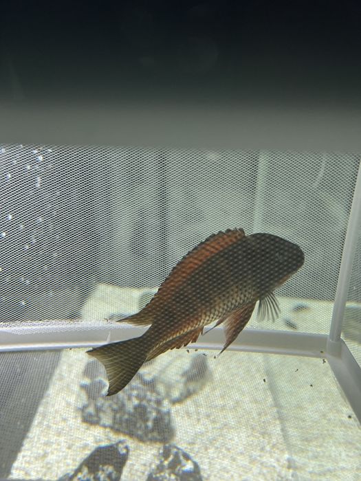 Трофеус Мура молиро