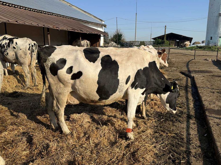 Vanzare Vaci Holstein